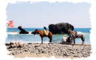 horses on the beach